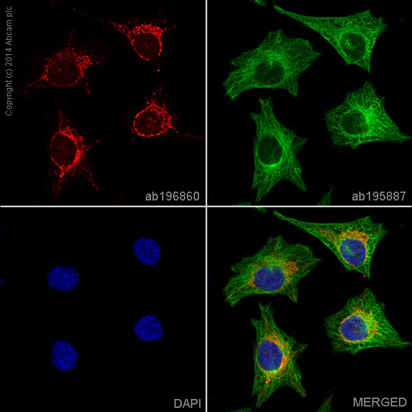 Immunocytochemistry/ Immunofluorescence - Alexa Fluor® 647 Anti-Citrate synthetase antibody [EPR8067] (AB196860)