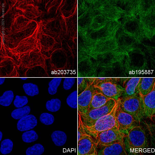 Immunocytochemistry/ Immunofluorescence - Alexa Fluor® 647 Anti-CLCA1 antibody [EPR12254-88] (AB203735), expandable thumbnail