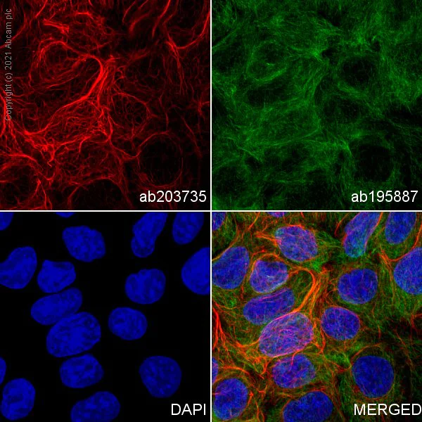 Immunocytochemistry/ Immunofluorescence - Alexa Fluor® 647 Anti-CLCA1 antibody [EPR12254-88] (AB203735)