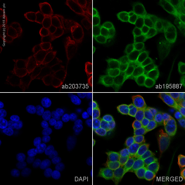 Immunocytochemistry/ Immunofluorescence - Alexa Fluor® 647 Anti-CLCA1 antibody [EPR12254-88] (AB203735), expandable thumbnail