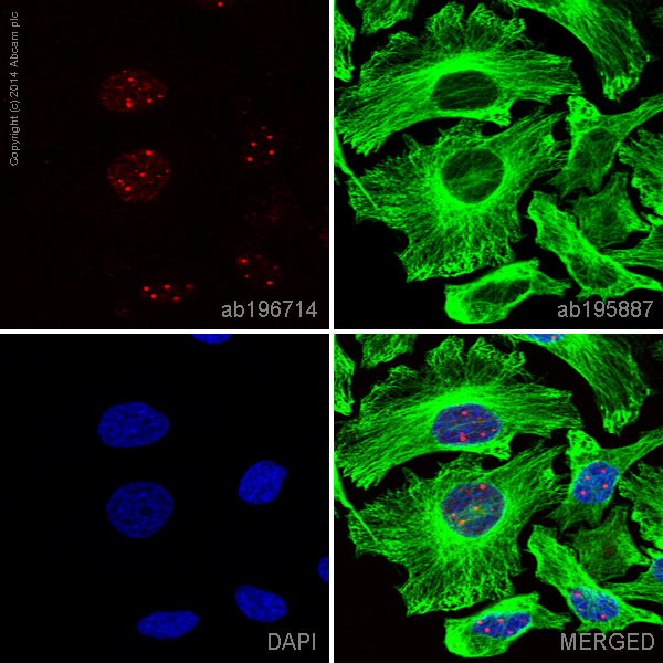 Immunocytochemistry/ Immunofluorescence - Alexa Fluor® 647 Anti-Coilin antibody [IH10] (AB196714), expandable thumbnail