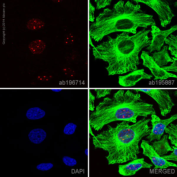 Immunocytochemistry/ Immunofluorescence - Alexa Fluor® 647 Anti-Coilin antibody [IH10] (AB196714)