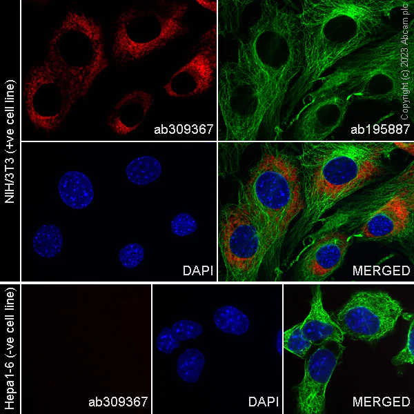 Immunocytochemistry/ Immunofluorescence - Alexa Fluor® 647 Anti-Collagen I antibody [EPR24331-53] (AB309367)