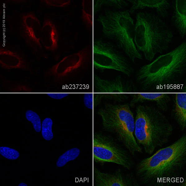 Immunocytochemistry/ Immunofluorescence - Alexa Fluor® 647 Anti-Collagen III antibody [EPR17673] (AB237239)