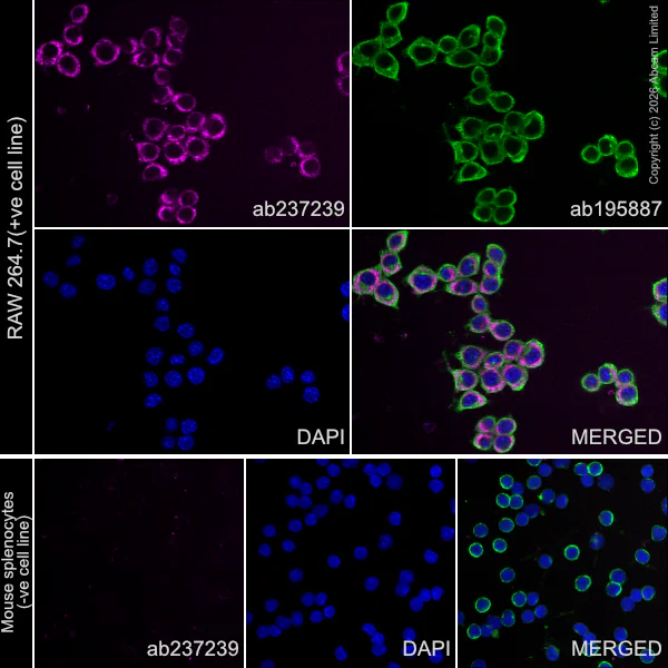 Immunocytochemistry/ Immunofluorescence - Alexa Fluor® 647 Anti-Collagen III antibody [EPR17673] (AB237239)