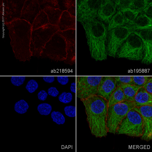 Immunocytochemistry/ Immunofluorescence - Alexa Fluor® 647 Anti-Collagen XVII antibody [EPR18614] (AB218594)