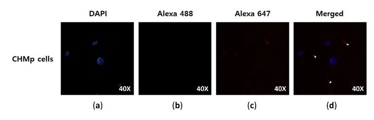 Immunocytochemistry - Alexa Fluor® 647 Conjugation Kit (Fast) - Lightning-Link® (AB269823)