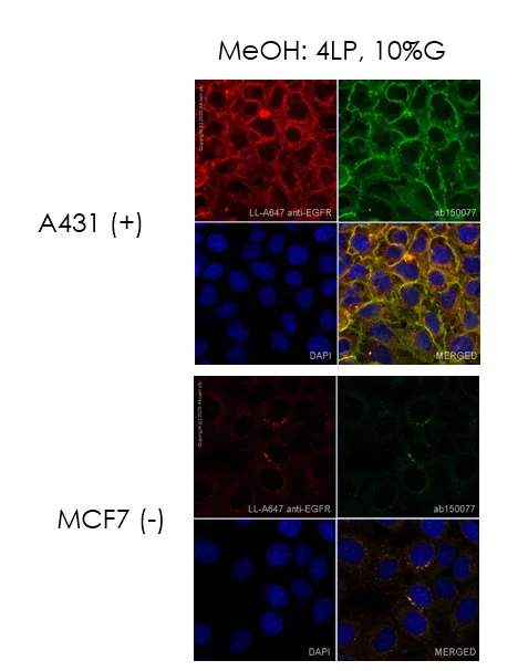 Immunocytochemistry - Alexa Fluor® 647 Conjugation Kit (Fast) - Lightning-Link® (AB269823)