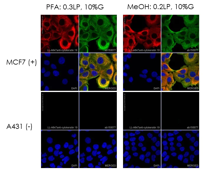 Immunocytochemistry - Alexa Fluor® 647 Conjugation Kit (Fast) - Lightning-Link® (AB269823)
