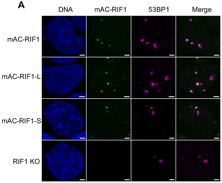Immunocytochemistry - Alexa Fluor® 647 Conjugation Kit (Fast) - Lightning-Link® (AB269823)