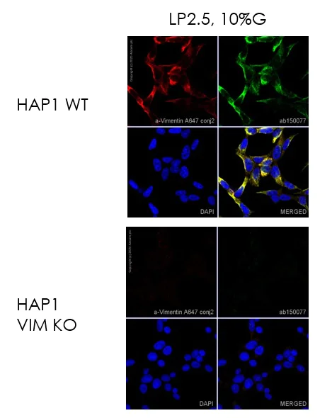 Immunocytochemistry - Alexa Fluor® 647 Conjugation Kit (Fast) - Lightning-Link® (AB269823)