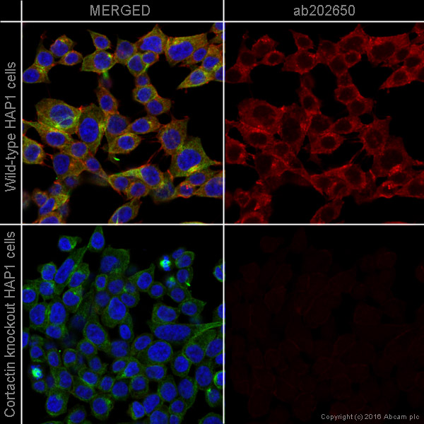 Immunocytochemistry/ Immunofluorescence - Alexa Fluor® 647 Anti-Cortactin antibody [EP1922Y] (AB202650)