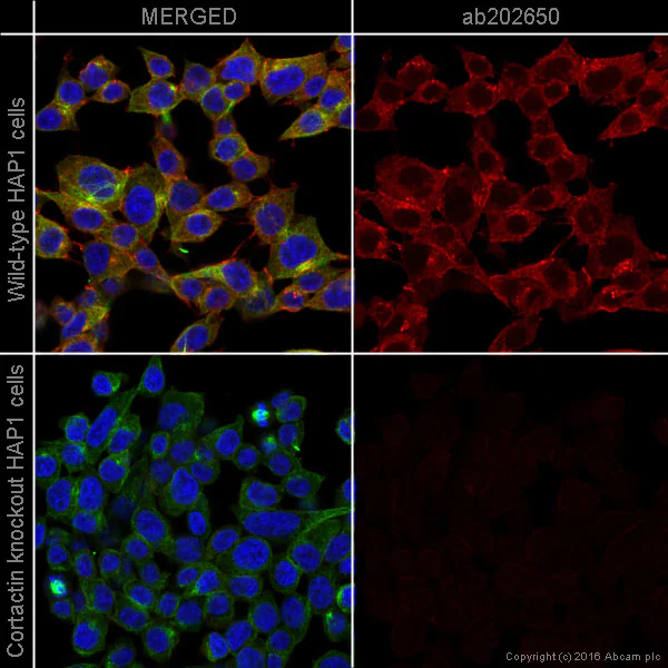 Immunocytochemistry/ Immunofluorescence - Alexa Fluor® 647 Anti-Cortactin antibody [EP1922Y] (AB202650)