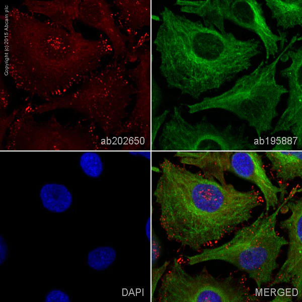 Immunocytochemistry/ Immunofluorescence - Alexa Fluor® 647 Anti-Cortactin antibody [EP1922Y] (AB202650)