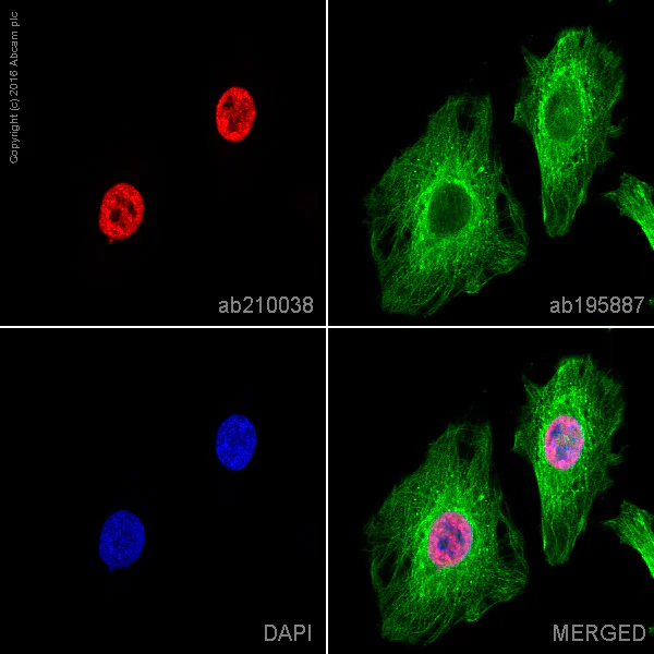 Immunocytochemistry/ Immunofluorescence - Alexa Fluor® 647 Anti-COUP TF1 antibody [EPR10841] (AB210038)