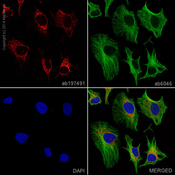 Immunocytochemistry/ Immunofluorescence - Alexa Fluor® 647 Anti-COX IV antibody [mAbcam33985] - Mitochondrial Marker (AB197491)