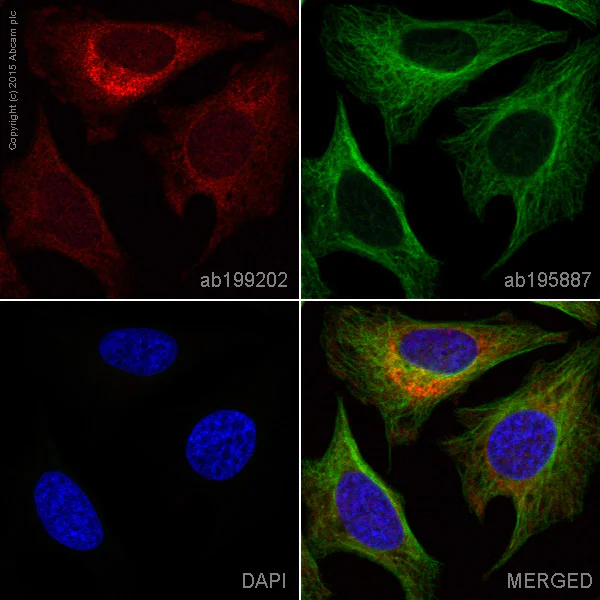 Immunocytochemistry/ Immunofluorescence - Alexa Fluor® 647 Anti-COX1 / Cyclooxygenase 1 antibody [EPR5866] (AB199202)