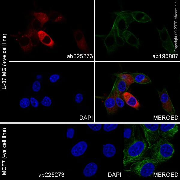 Immunocytochemistry/ Immunofluorescence - Alexa Fluor® 647 Anti-COX2 / Cyclooxygenase 2 antibody [EPR12012] (AB225273)