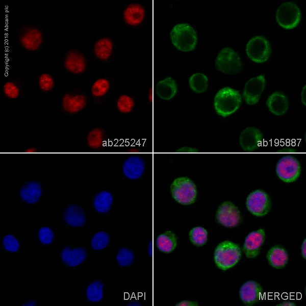 Immunocytochemistry/ Immunofluorescence - Alexa Fluor® 647 Anti-CPSF6 antibody [EPR12898] (AB225247)