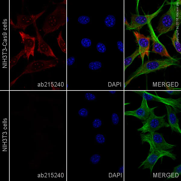 Immunocytochemistry/ Immunofluorescence - Alexa Fluor® 647 Anti-CRISPR-Cas9 antibody [EPR18991] (AB215240)