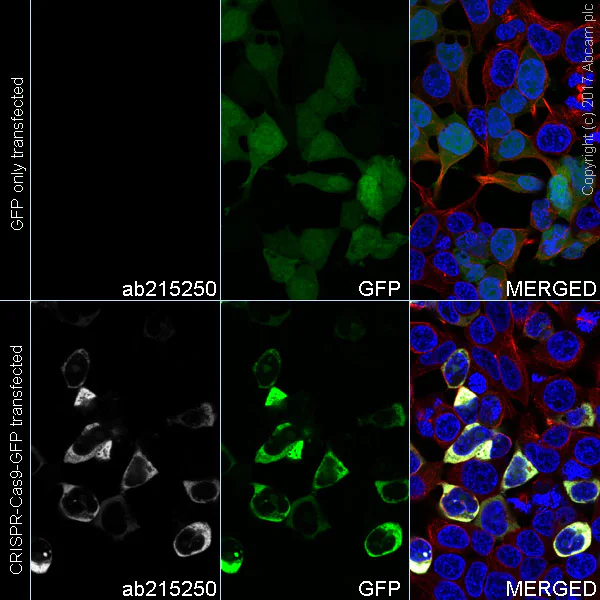 Immunocytochemistry/ Immunofluorescence - Alexa Fluor® 647 Anti-CRISPR-Cas9 antibody [EPR19799] (AB215250)