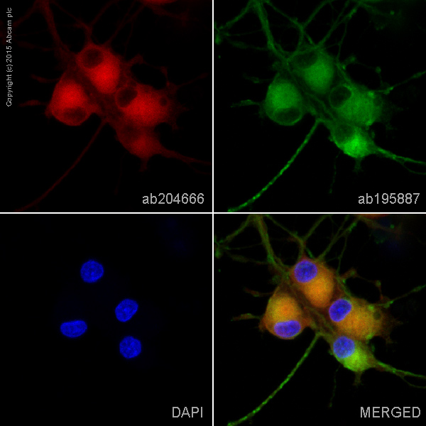 Immunocytochemistry/ Immunofluorescence - Alexa Fluor® 647 Anti-CRMP1 + CRMP2 antibody [EPR7792] (AB204666), expandable thumbnail