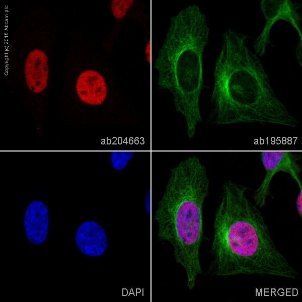 Immunocytochemistry/ Immunofluorescence - Alexa Fluor® 647 Anti-CTBP2 antibody [EPR7611(B)] (AB204663), expandable thumbnail