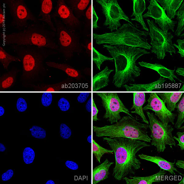 Immunocytochemistry/ Immunofluorescence - Alexa Fluor® 647 Anti-CTCF antibody [EPR7314(B)] (AB203705)