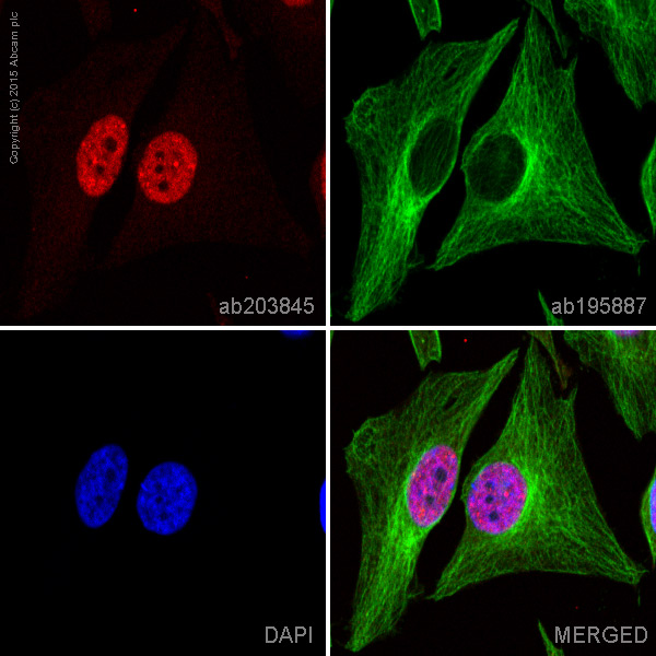 Immunocytochemistry/ Immunofluorescence - Alexa Fluor® 647 Anti-CUG-BP1 antibody [EPR8298(B)] (AB203845)