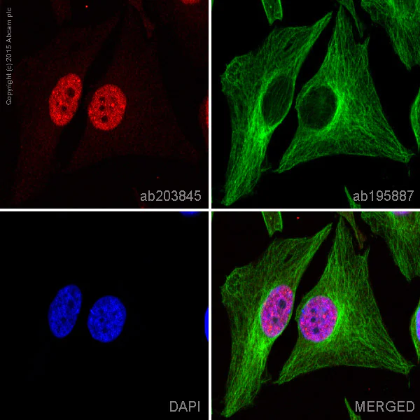 Immunocytochemistry/ Immunofluorescence - Alexa Fluor® 647 Anti-CUG-BP1 antibody [EPR8298(B)] (AB203845)