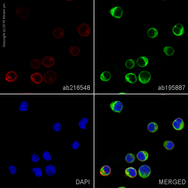 Immunocytochemistry/ Immunofluorescence - Alexa Fluor® 647 Anti-CXCR4 antibody [EPUMBR3] (AB216548), expandable thumbnail