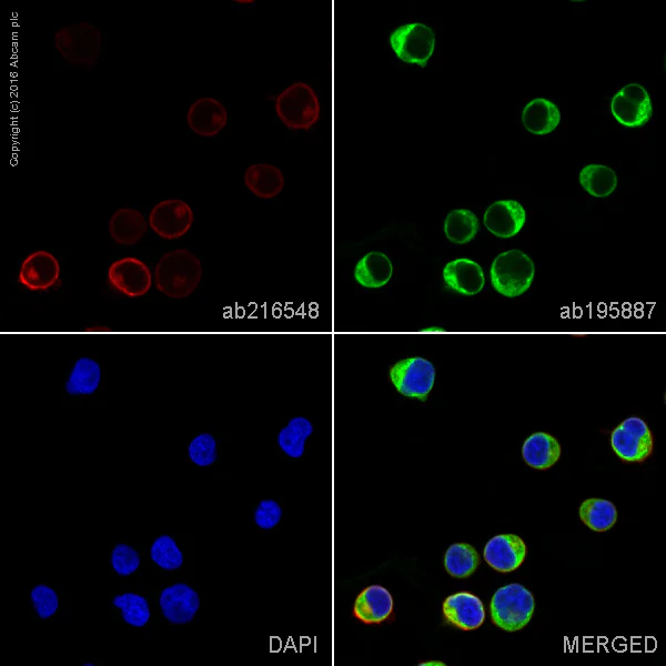 Immunocytochemistry/ Immunofluorescence - Alexa Fluor® 647 Anti-CXCR4 antibody [EPUMBR3] (AB216548)