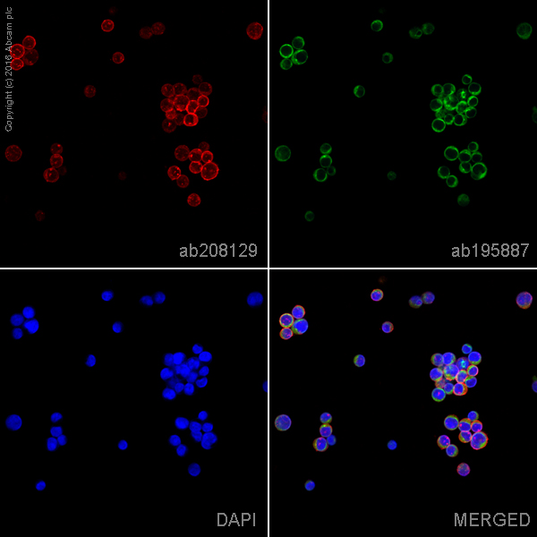 Immunocytochemistry/ Immunofluorescence - Alexa Fluor® 647 Anti-CXCR4 antibody [UMB2] (AB208129), expandable thumbnail