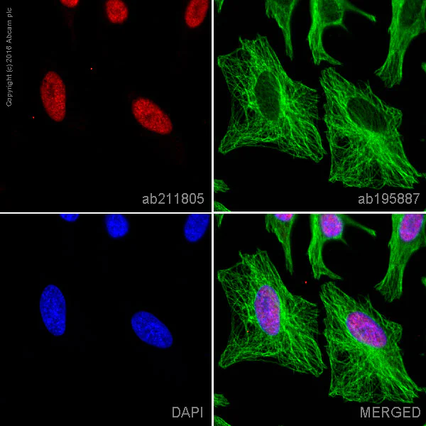 Immunocytochemistry/ Immunofluorescence - Alexa Fluor® 647 Anti-Cyclin A2 antibody [Y193] (AB211805)