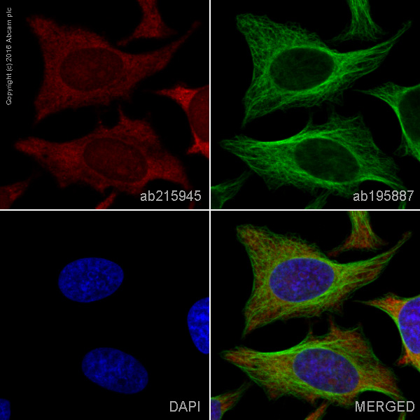 Immunocytochemistry/ Immunofluorescence - Alexa Fluor® 647 Anti-Cyclin B1 antibody [EPR17060] (AB215945)