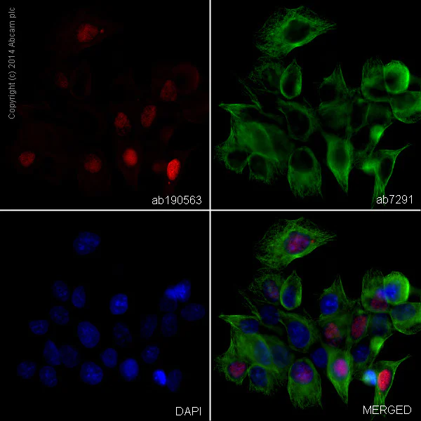 Immunocytochemistry/ Immunofluorescence - Alexa Fluor® 647 Anti-Cyclin D1 antibody [EPR2241] (AB190563)