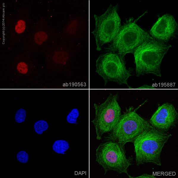 Immunocytochemistry/ Immunofluorescence - Alexa Fluor® 647 Anti-Cyclin D1 antibody [EPR2241] (AB190563)