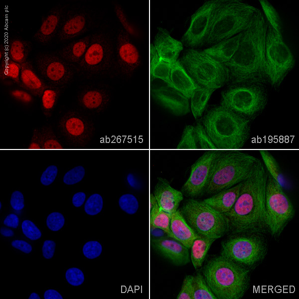 Immunocytochemistry/ Immunofluorescence - Alexa Fluor® 647 Anti-Cyclin D1 antibody [SP4] (AB267515), expandable thumbnail