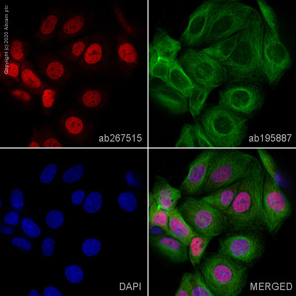 Immunocytochemistry/ Immunofluorescence - Alexa Fluor® 647 Anti-Cyclin D1 antibody [SP4] (AB267515)