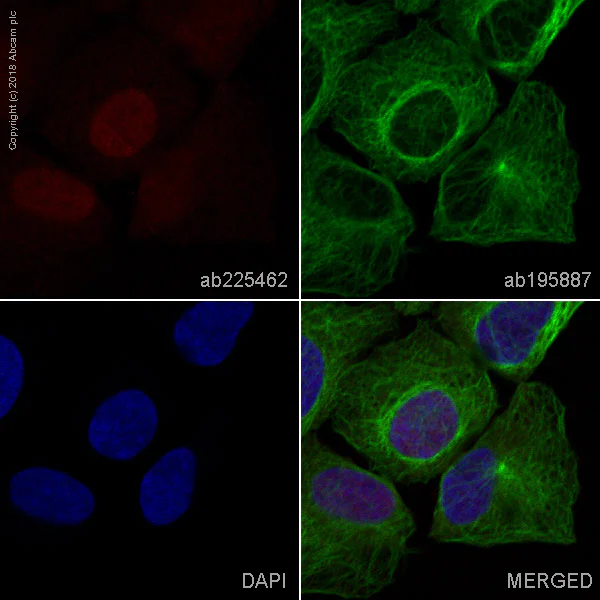 Immunocytochemistry/ Immunofluorescence - Alexa Fluor® 647 Anti-Cyclin D2 antibody [EPR19659] (AB225462)