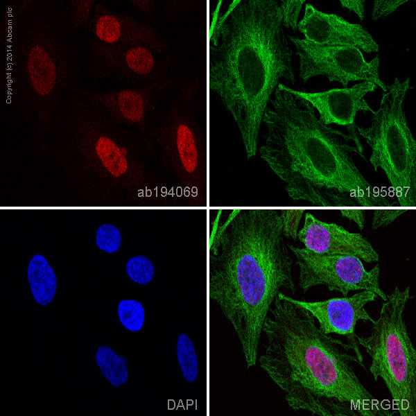 Immunocytochemistry/ Immunofluorescence - Alexa Fluor® 647 Anti-Cyclin E1 antibody [EP435E] (AB194069)