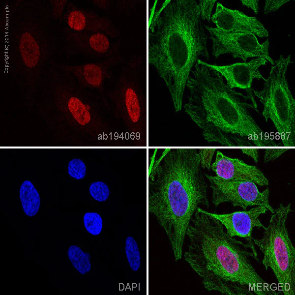 Immunocytochemistry/ Immunofluorescence - Alexa Fluor® 647 Anti-Cyclin E1 antibody [EP435E] (AB194069)