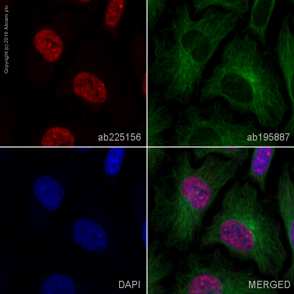 Immunocytochemistry/ Immunofluorescence - Alexa Fluor® 647 Anti-Cyclin E1 antibody [EPR194] (AB225156)