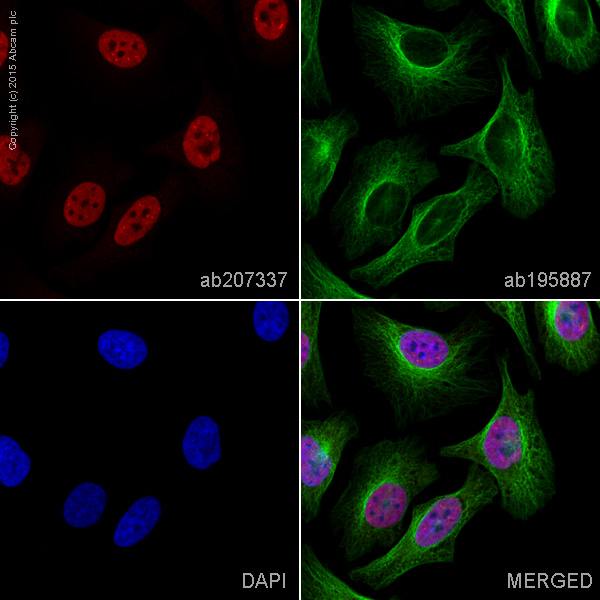 Immunocytochemistry/ Immunofluorescence - Alexa Fluor® 647 Anti-Cyclin E2 antibody [E142] (AB207337)
