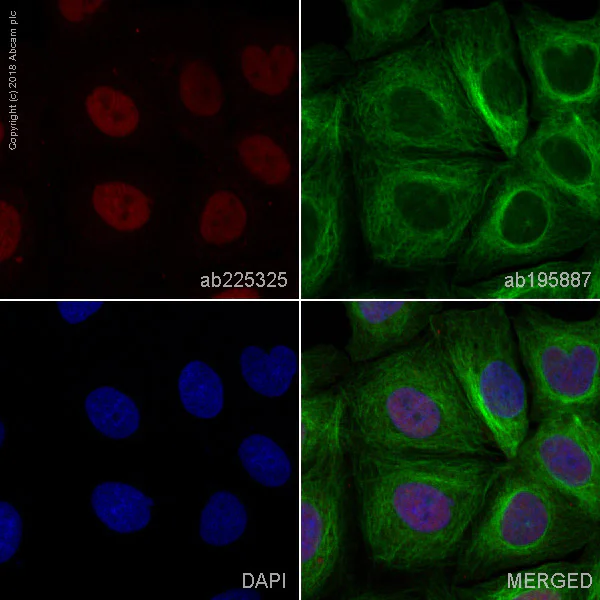 Immunocytochemistry/ Immunofluorescence - Alexa Fluor® 647 Anti-Cyclin T1 antibody [EPR17982] (AB225325)