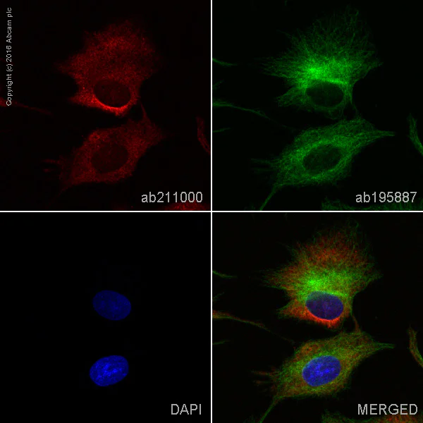 Immunocytochemistry/ Immunofluorescence - Alexa Fluor® 647 Anti-CYP2D6 antibody [EPR17868] (AB211000)