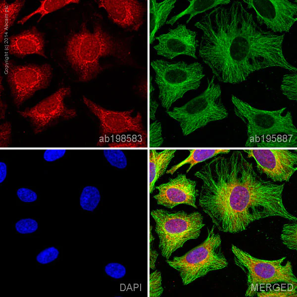 Immunocytochemistry/ Immunofluorescence - Alexa Fluor® 647 Anti-Cytochrome C antibody [37BA11] (AB198583)