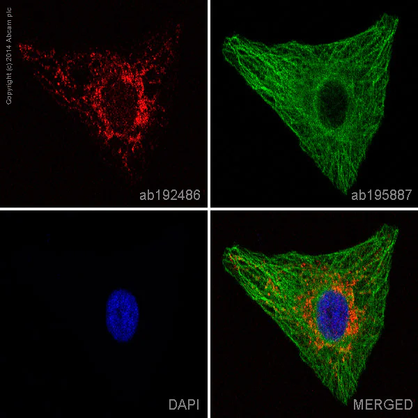 Immunocytochemistry/ Immunofluorescence - Alexa Fluor® 647 Anti-Cytochrome C antibody [EPR1327] (AB192486)