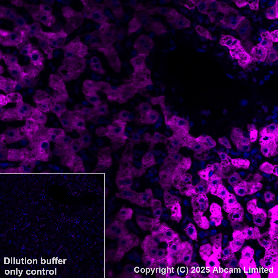 Immunohistochemistry (Formalin/PFA-fixed paraffin-embedded sections) - Alexa Fluor® 647 Anti-Cytochrome P450 3A4/CYP3A4 antibody [EPR6202] (AB323439), expandable thumbnail