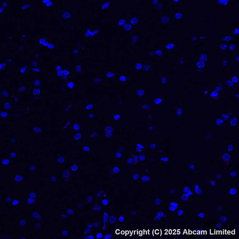 Immunohistochemistry (Formalin/PFA-fixed paraffin-embedded sections) - Alexa Fluor® 647 Anti-Cytochrome P450 3A4/CYP3A4 antibody [EPR6202] (AB323439)